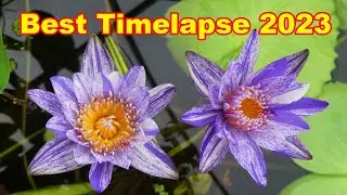Best Waterlilies Timelapse 2023
