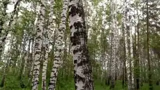 Noise of the Forest July 2022 Шум ветра Лес июль 2022