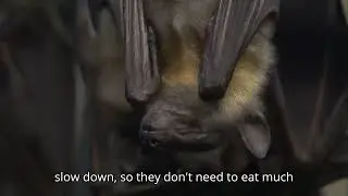 Why do some animals hibernate?