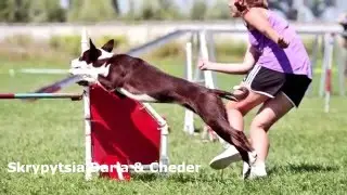 WAC - 2016: Agility Team Ukraine (IFCS)