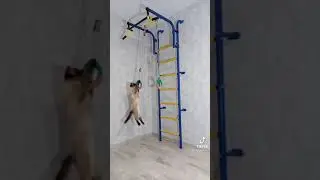 КОТ ПОД ГЛЮКОЗОЙ #tiktok #коты #смех #тренды #глюкоза