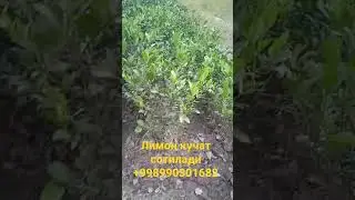 3 ёшли лимон кучат сотилади +998990301682