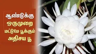 Rare Brahma Kamalam flowers bloom in Coonoor | ஆண்டுக்கு ஒருமுறை மட்டுமே பூக்கும் அதிசய பூ