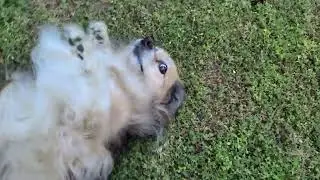 Myasthenia Gravis in dog 3 hours after starting treatment