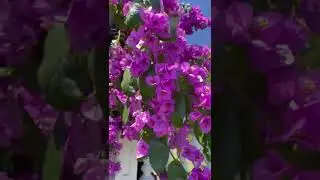 бугенвиллия люблю цветы
