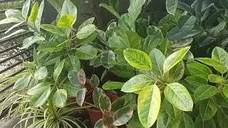 Air-Layering of Ficus Lemon Lime | Ficus Lemon Lime Care