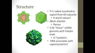 Vir_S19 Lecture 20_ssDNAvirusesKasun
