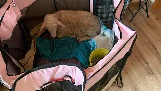 Poor Little Lamb ...