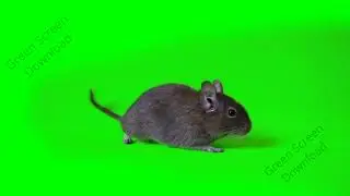Green Screen Rat And Tunnel Intro Download | No Copyright | Intro Template Green Screen