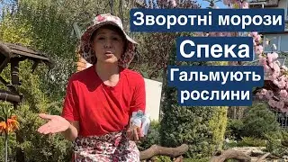 Гальмують рослини Зворотні морози Спека - чим допомогти