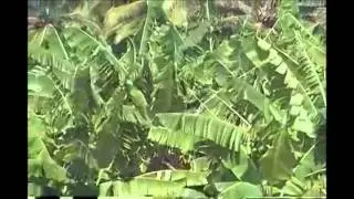 Travels The World - Today we travel to Dominican Republic