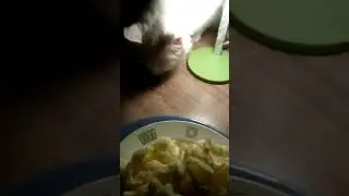 Тиша ест чипсы.
