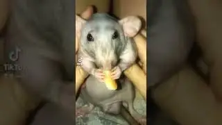 Я гусь мама утка смотри 😆