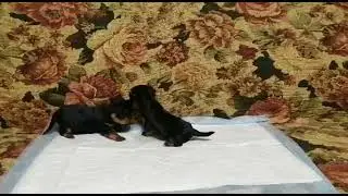Щенок йорка 2 недели 🥰 / Yorkie puppy 2 weeks old 🥰