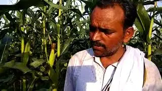 कामयाब किसान - पिछले 4 वर्ष अपनी 16 एकड़ में  सजीव जल षडरस बिल्व रसायन बनाकर