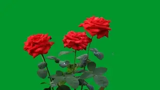 Red roses green screen | rose flower green screen effects | green screen flower effect
