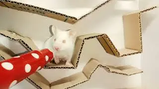 challenge 🐹 6