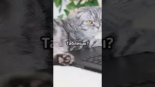 Cat vs. Keyboard: Who Will Win?