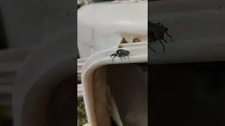 слушая сонеты Петрарки.