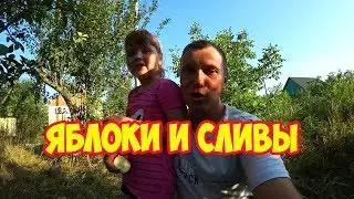 Халявные яблоки и сливы, собирает блогер Алина и папа