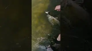 bass on a 4 piece homemade shad swimbait