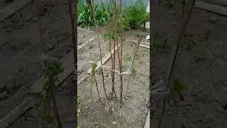 обзор пионы весна 2022, часть 2
