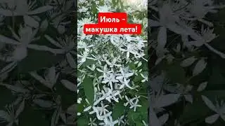 Макушка лета, пик цветения!