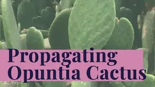 Opuntia for FREE! - How to plant & propagate Prickly Pear Cactus