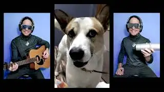 O melhor cantor canino que você verá hoje! Cachorro artista. Canta muito! Dog Remix