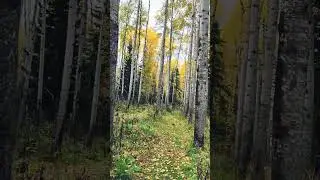 осенний лес🧡