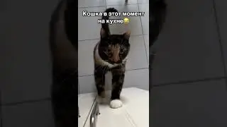 Забыл вовремя покормить кошку🫢#shorts #андрейбогданов