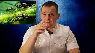 Муравьи на службе Дьявола.