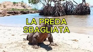 LA PREDA SBAGLIATA