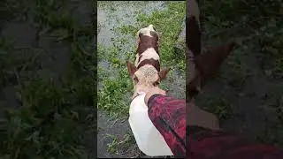 поим с соски тёлочку