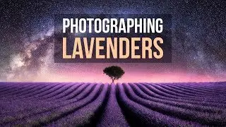 Landscape Photography - Lavenders of Provence, France