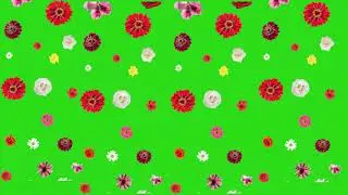 flower green screen video|green screen flowers|flowers green background|green screen flowers effect