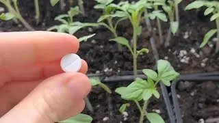 ЗА НЕДЕЛЮ У ТОМАТОВ СТЕБЕЛЬ ТОЛСТЫЙ! Всего одна таблетка на литр воды и рассада станет коренастая!