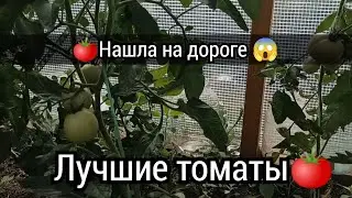 🔥🍅Благодарные томаты🍅😱😱НАШЛА НА ДОРОГЕ😱