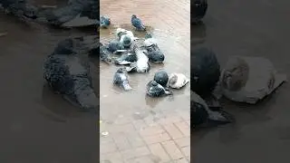 Водные процедуры, декабрь 2023 #shortsvideo#shorts#голуби