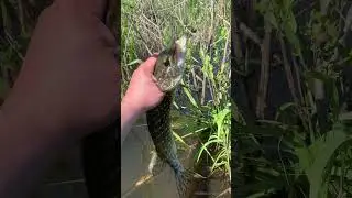 Щука откусила палец #shorts