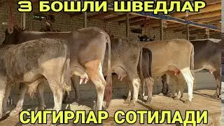 ИЗЗАТИЛЛОДАН 3 БОШЛИ БИШКЕК ШВЕДЛАРИ КЕЛДИ СОТИЛАДИ НАРХЛАРИ SOTILADIGON SIGIRLAR 26 августа 2024 г