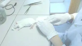 Забор крови у крыс