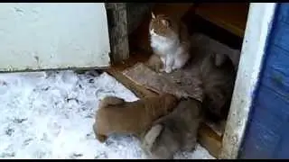 Малыши (лохматки и смуфик)