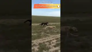 Самые быстрые собаки  Тазы, очень выносливые и умные собаки. #Казахстан