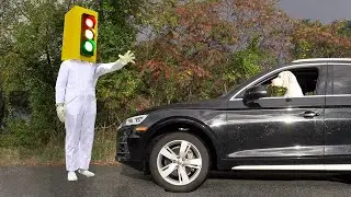 Dog in Car Stopped by Traffic Light Head