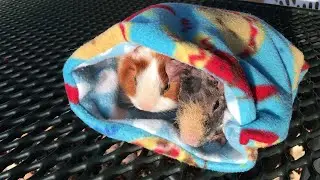 Taking My Skinny Pig to the Park in December