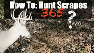 How to Hunt Scrapes this Whitetail Season
