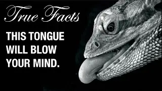 True Facts: Snake and Lizard Tongues