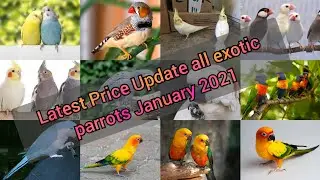 Top Exotic parrots price update January 2021