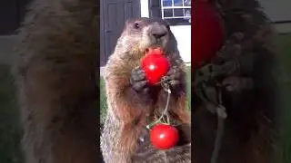 What’s Better Than One Tomato? Two Tomatoes!